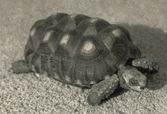 ,  ,  (Testudo horsfieldii)