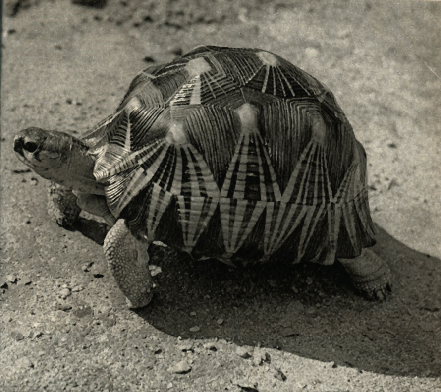    (Testudo radiata)