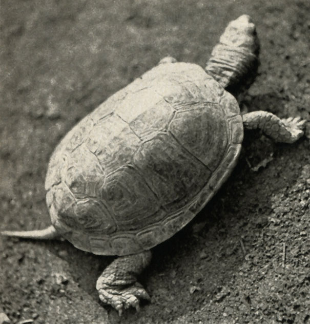    (Emys orbicularis)
