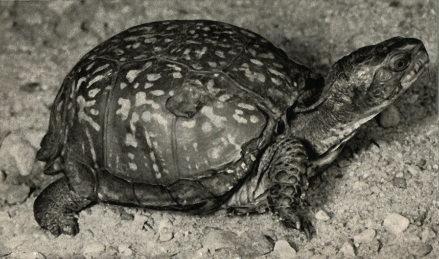    (Terran Carolina)