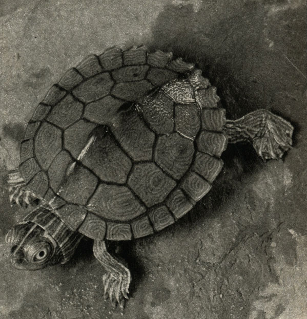   (Graptemys pseudogeographica)