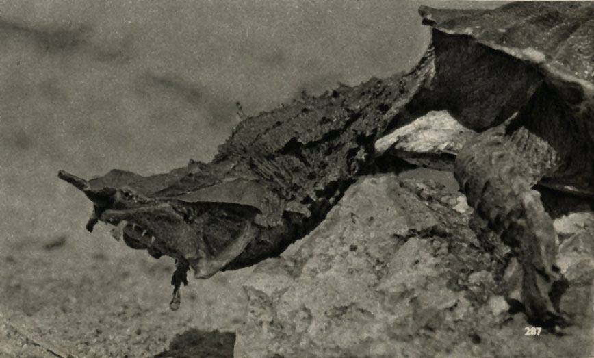     ,  - (Chelys fimbriata)
