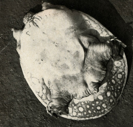   (Trionyx triunguis)
