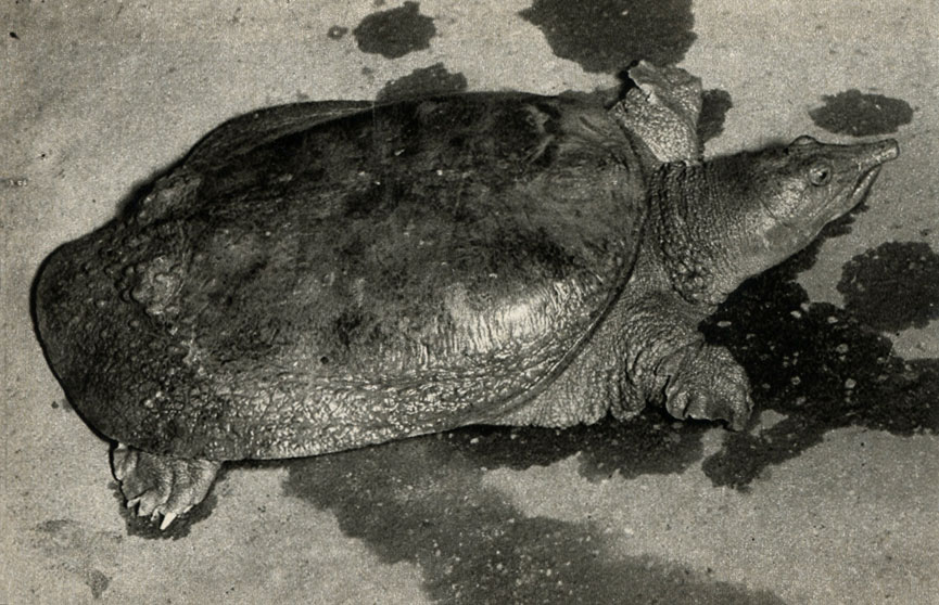   (Trionyx chinensis)