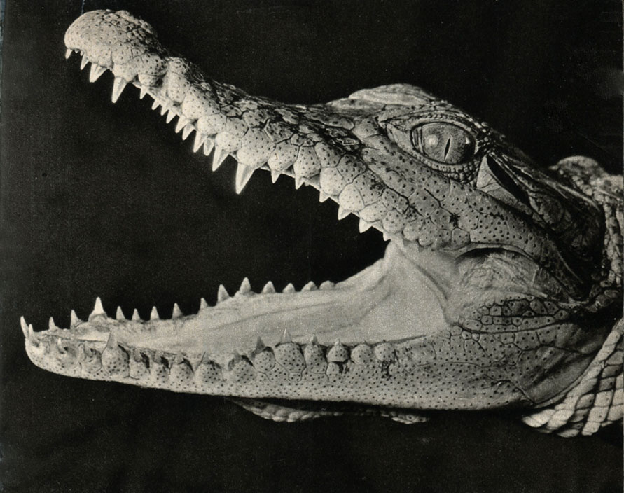   (Crocodilus niloticus)