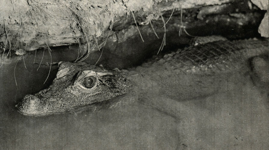   (Osteolaemus tetraspis)