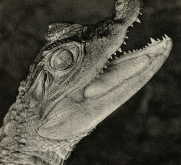     (Caiman rdilus)