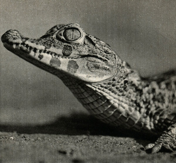    (Caiman latirostris)