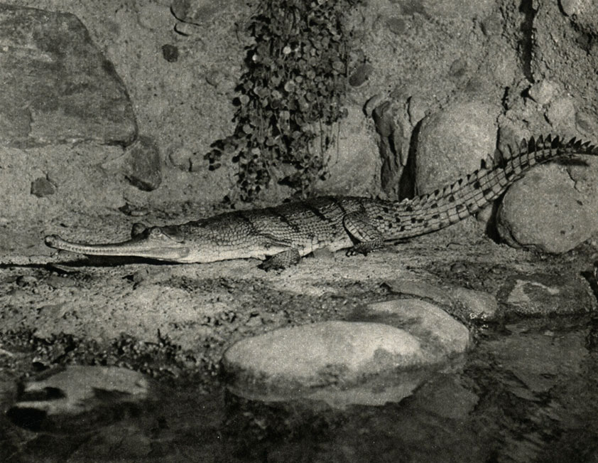   (Gavialis gangeticus)
