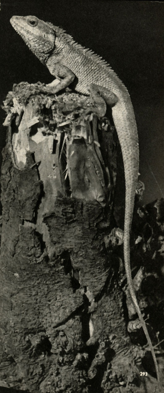   (Calotes versicolor)