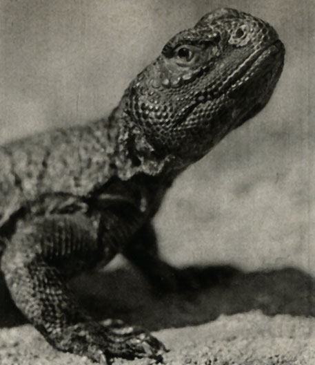    (Uromastyx acanthinurus)