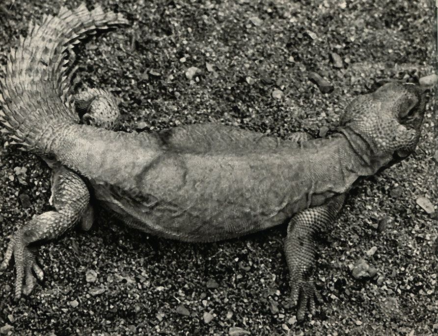    (Uromastyx acanthinurus)