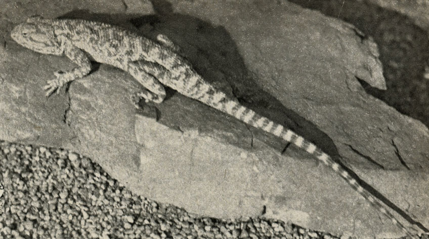   (Agama sanguinolenta)
