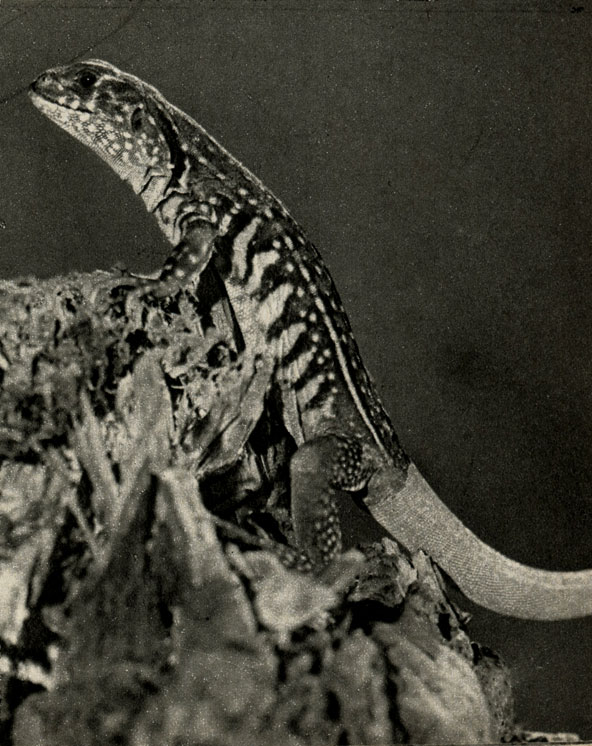    Leiolepis belliana