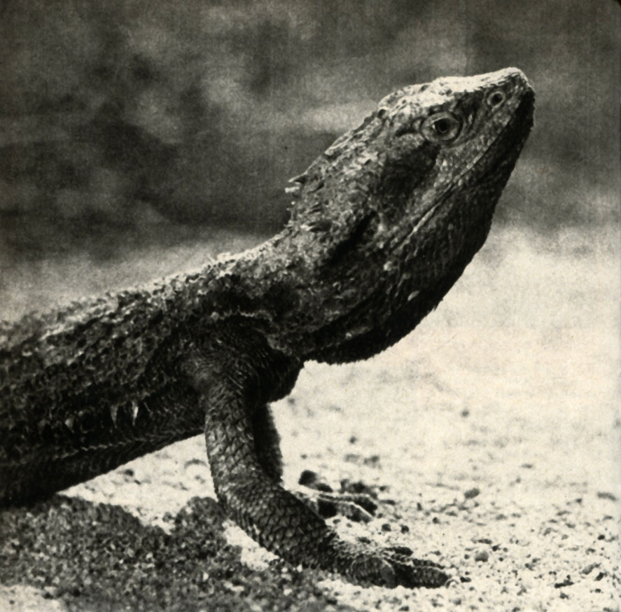  (Amphiboliirus barbatus)