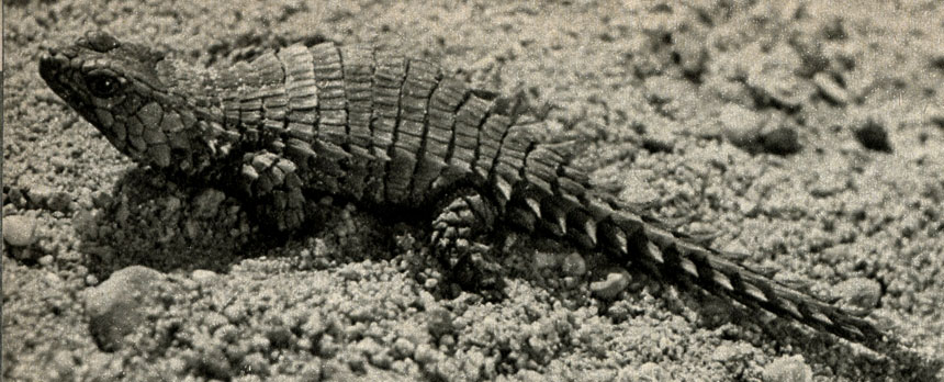   (Cordylus cataphractus)