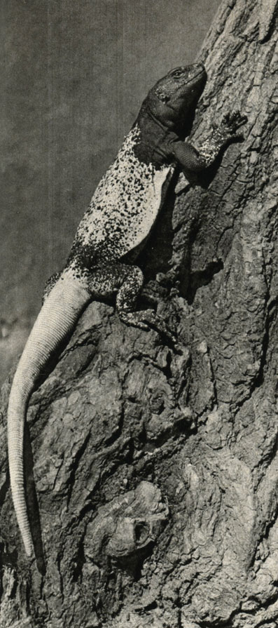  (Sauromalus obesus)
