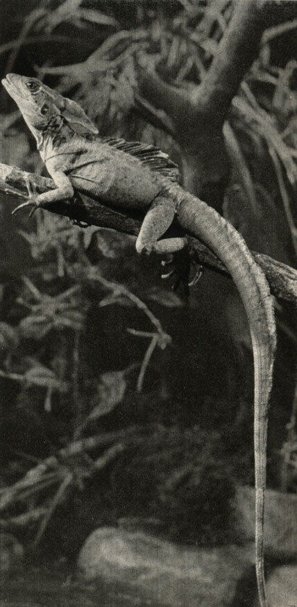  Basiliscus americanus