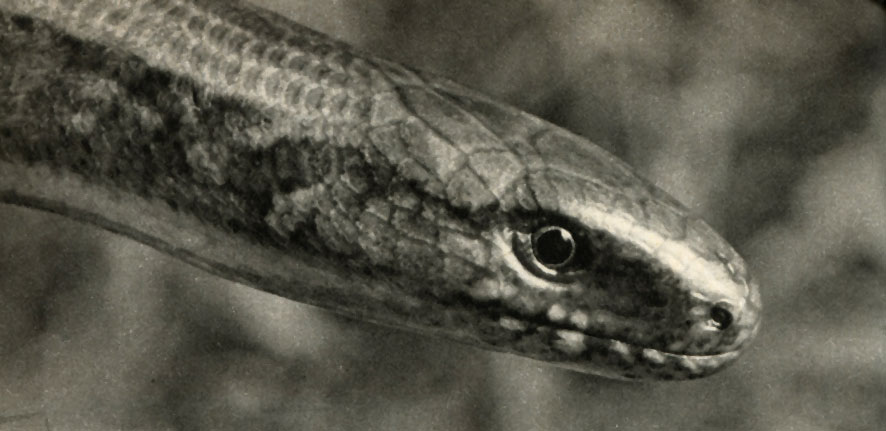  ,   (Anguis fragilis)