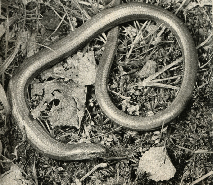  ,   (Anguis fragilis)