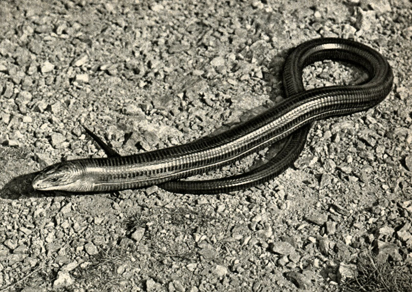 ,   (Ophisaurus apodus)