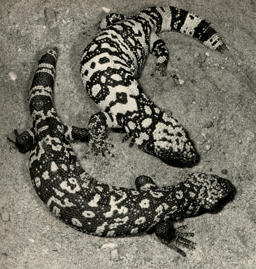 ,  ' ' , (Heloderma suspectum)