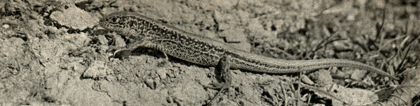 ,  ,  (Lacerta agilis)