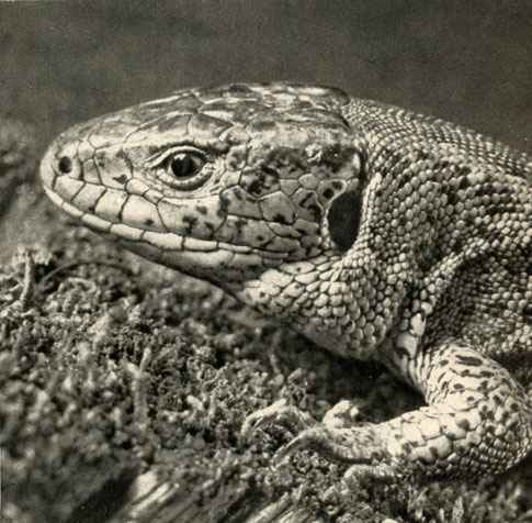 ,  ,  (Lacerta agilis)
