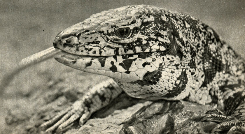       ,    (Tupinambis nigropunctatus)