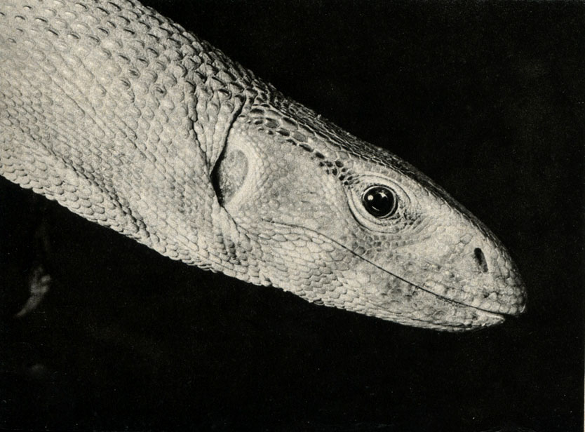    (Varanus flavescens)