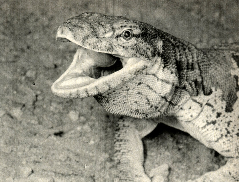  ,  ,  (Varanus griseus)