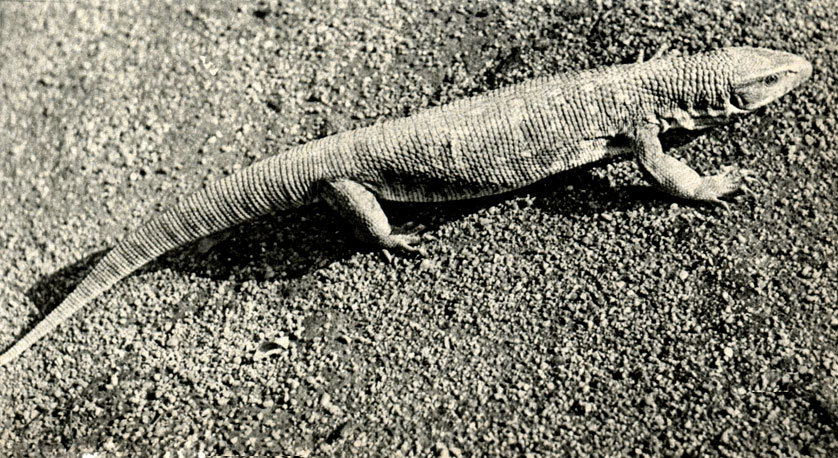    (Varanus exanthematicus)