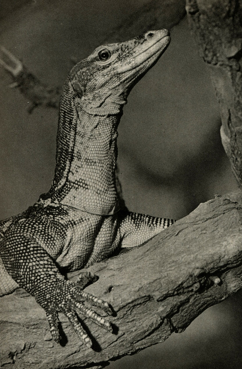  ,   (Varanus salvator)