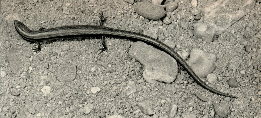  (Ablepharus kitaibelii fitzingeri)