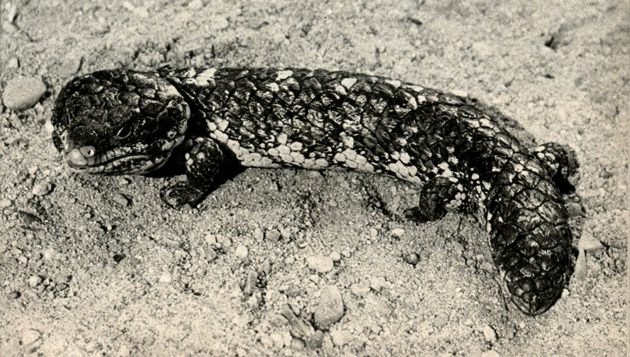  ,   (Trachysaurus rugosus)