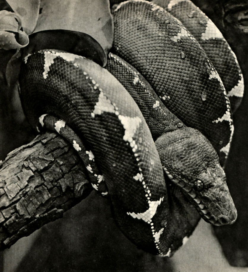 -  (Corallus caninus)