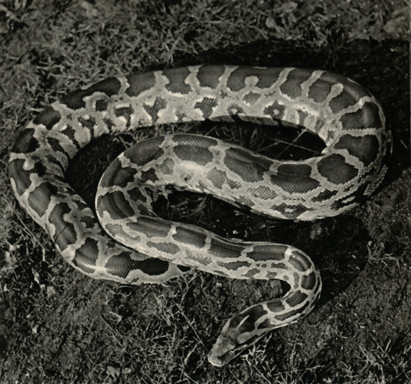   (Python molurus)