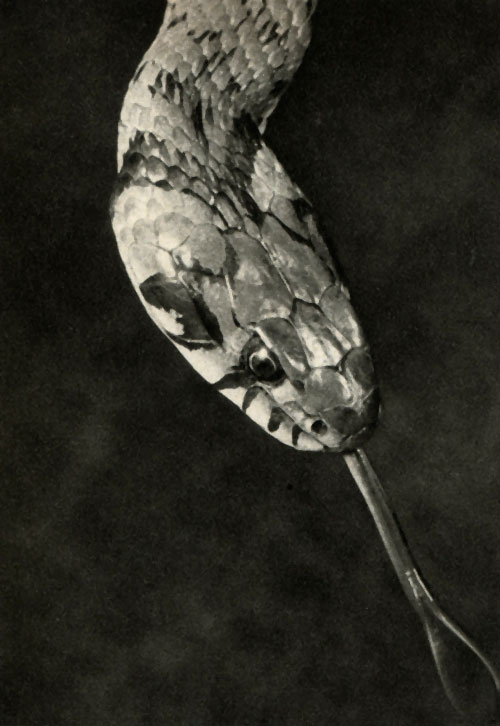   (Matrix natrix)