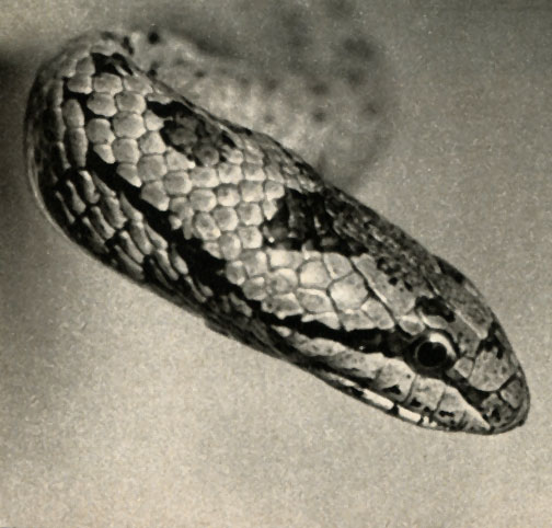    (Coronella anstriaca)
