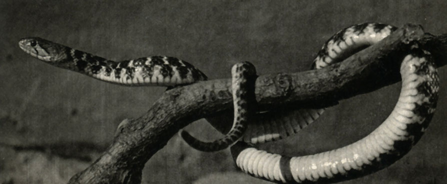 - (Natrix piscator)