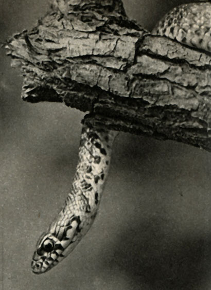   ,   (Coluber jugularis)
