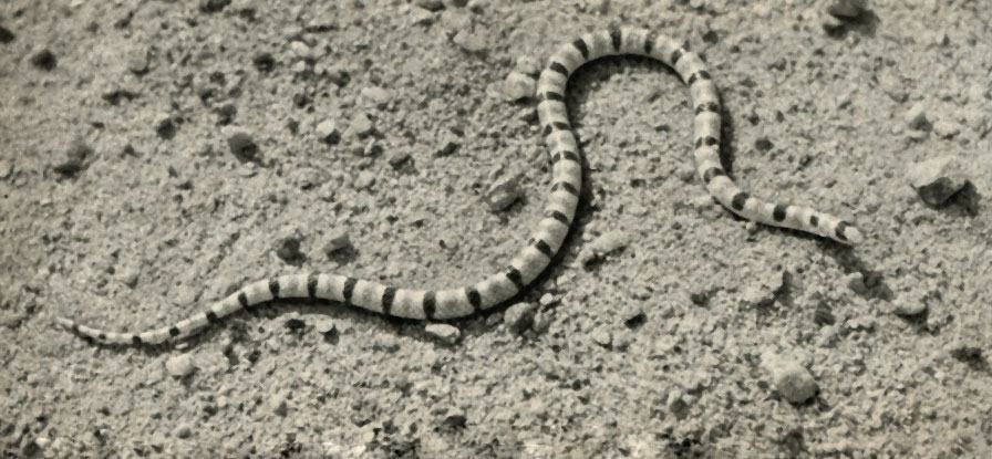     - Chionactis occipitalis annulata