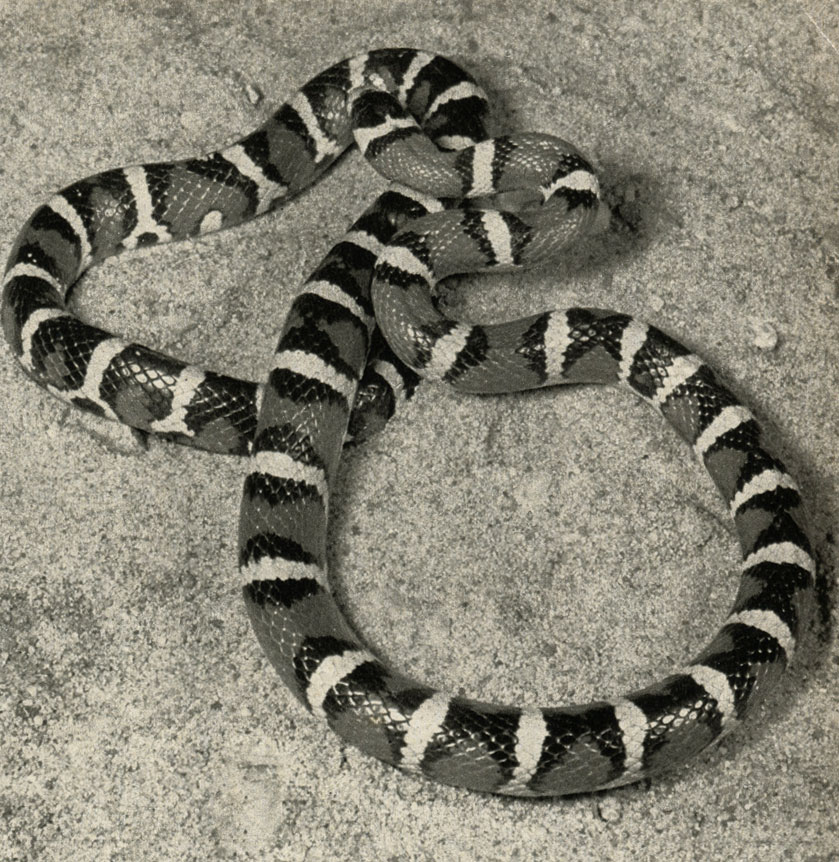   (Lampropeltts zonata)