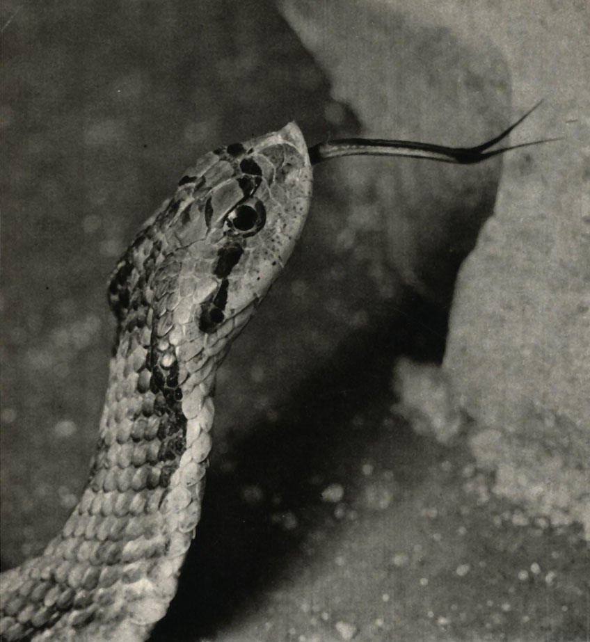 ,  ,  (Heterodon contortrix)
