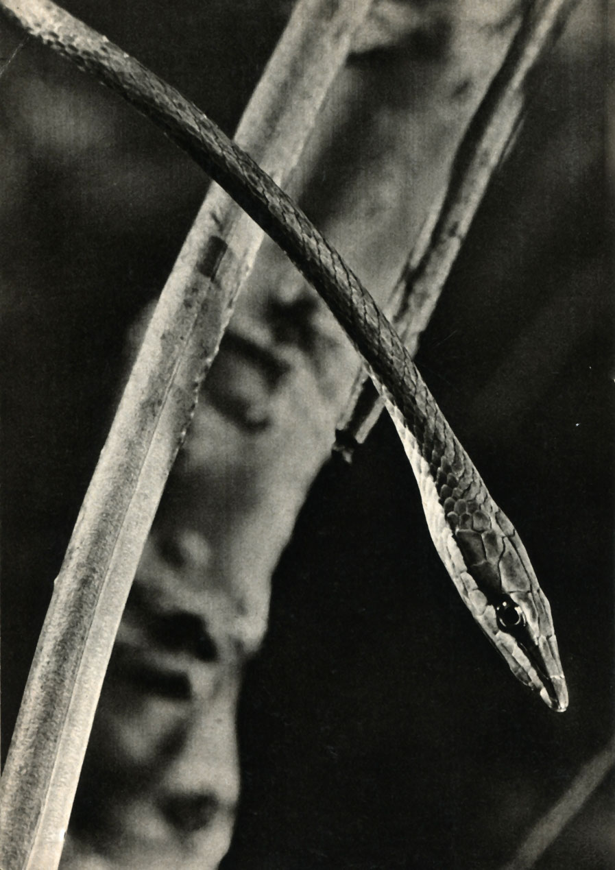    (Oxybelis acuminatus)