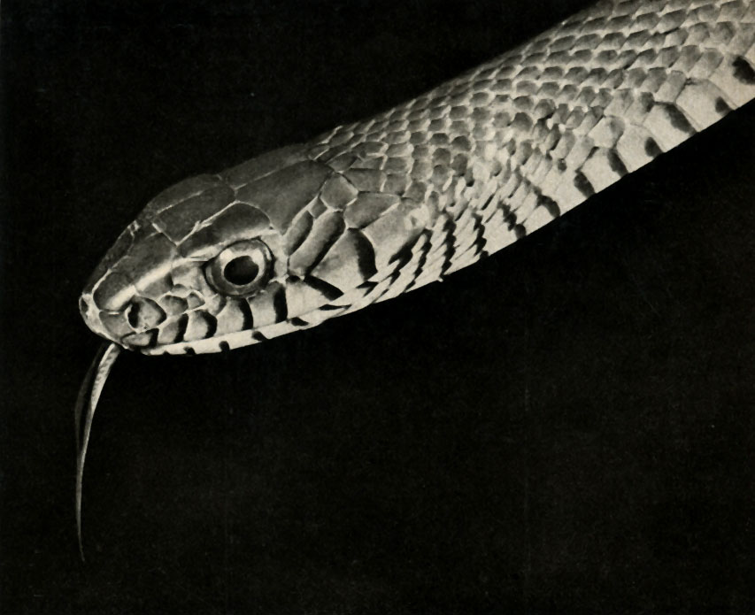   (Ptyas mucosus)