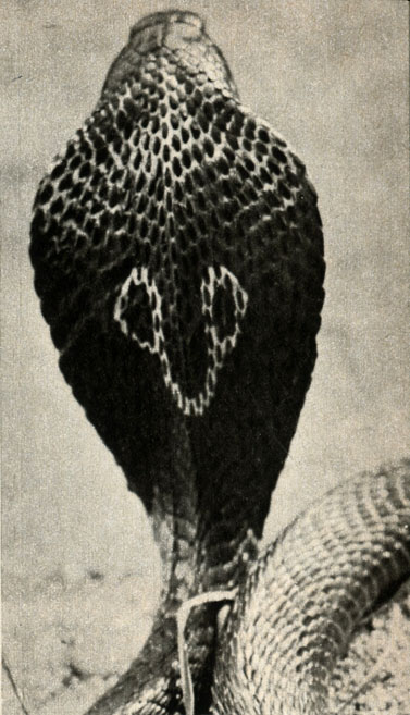  ,   (Ophiophagus = Naja hannah)