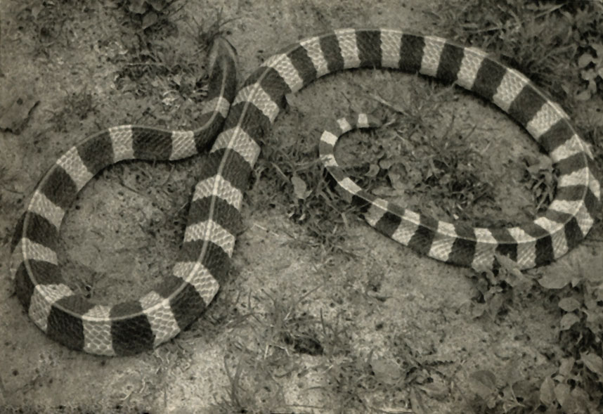  ,   (Bungarus fasciatus)