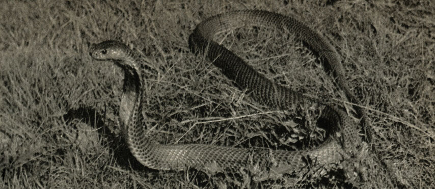   (Naja naja oxiana)
