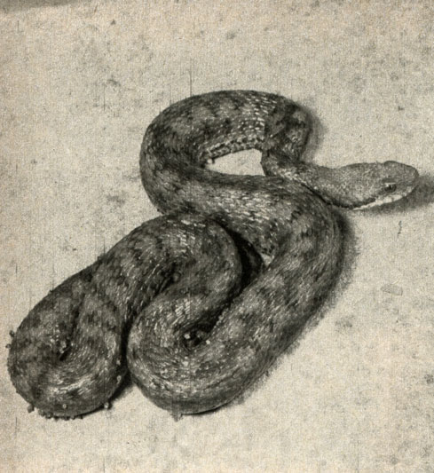   (Vipera aspis)